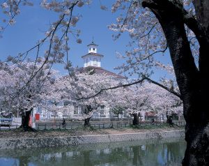 鶴岡桜まつり