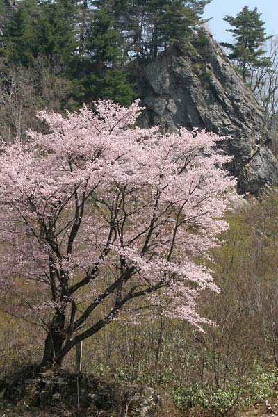 立岩の石割桜