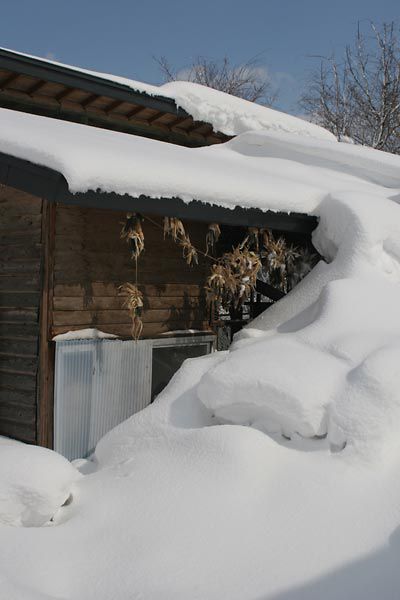 今朝の鶏小屋