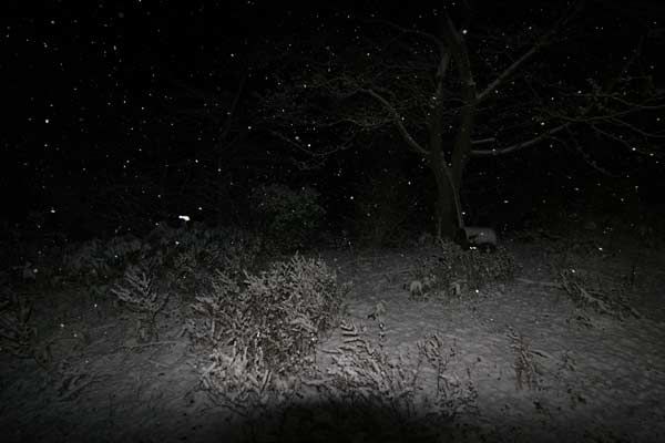 ついに雪