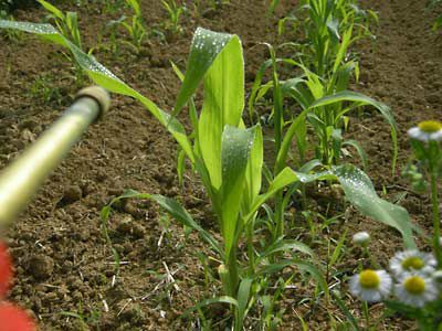 もちとうもろこしの虫対策