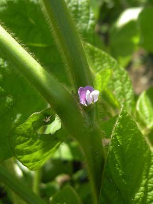 毛豆枝豆の花