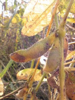 枝豆から大豆へ