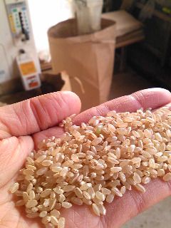 有機米の籾摺り