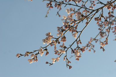 桜　１分咲き