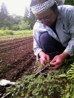 茶豆の植えつけ