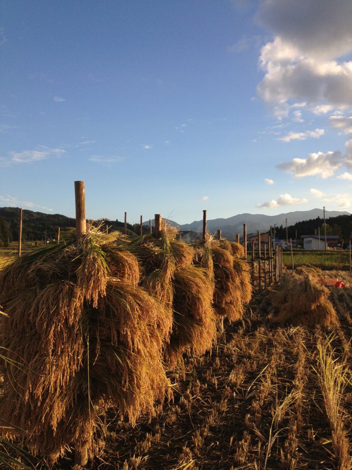 天日干し特別栽培米の稲刈り