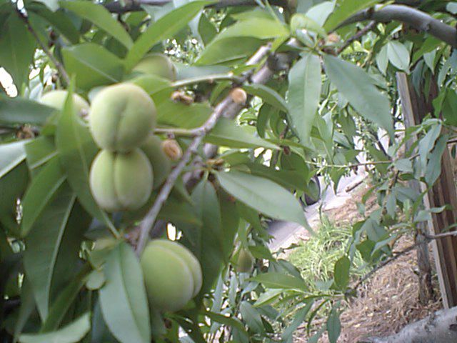 桃の摘果作業