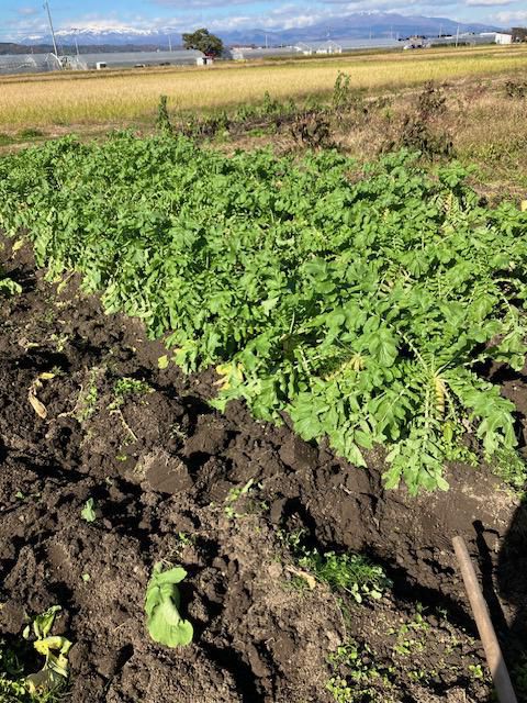 べにばな農園より、秋の収穫ご報告!!