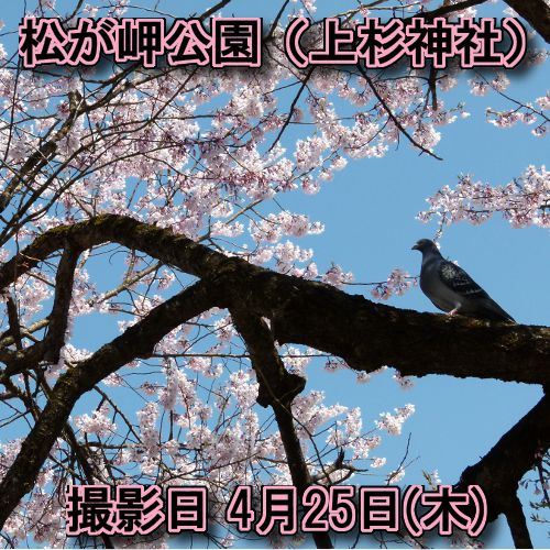 桜の開花情報【米沢市】松が岬公園（上杉神社）