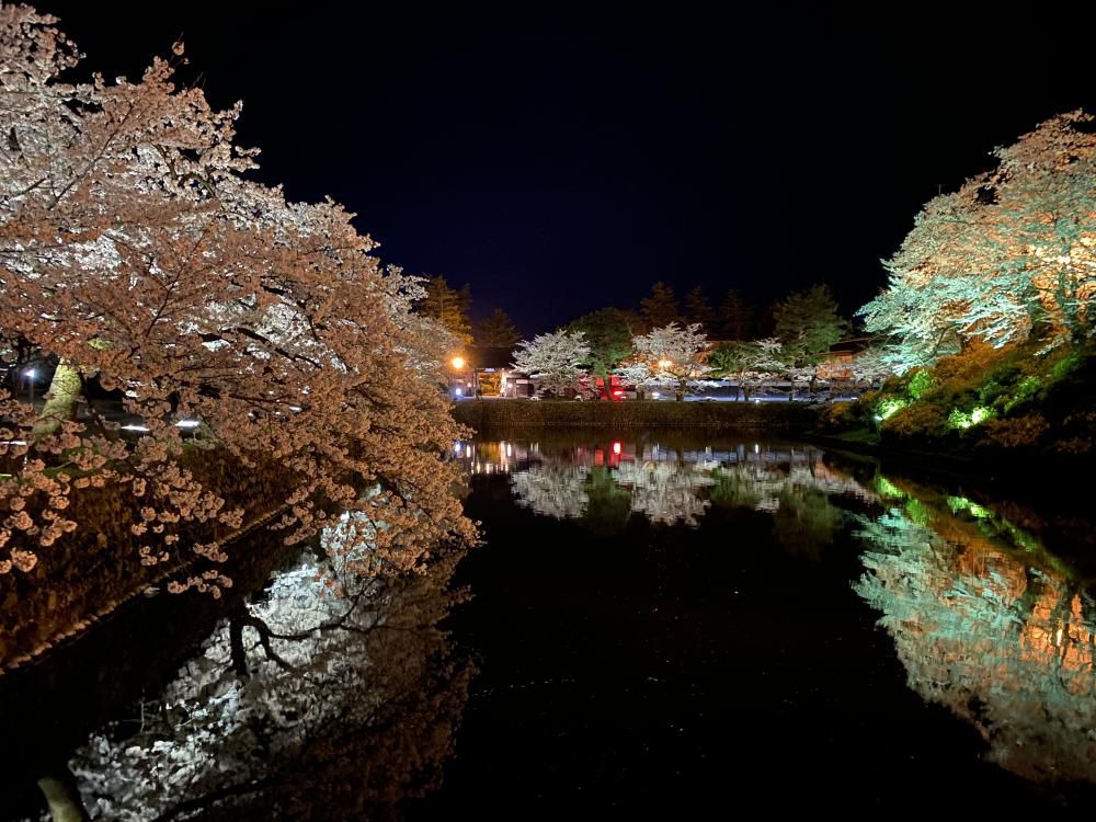 松が岬公園「桜のライトアップ」　4月7日開始！