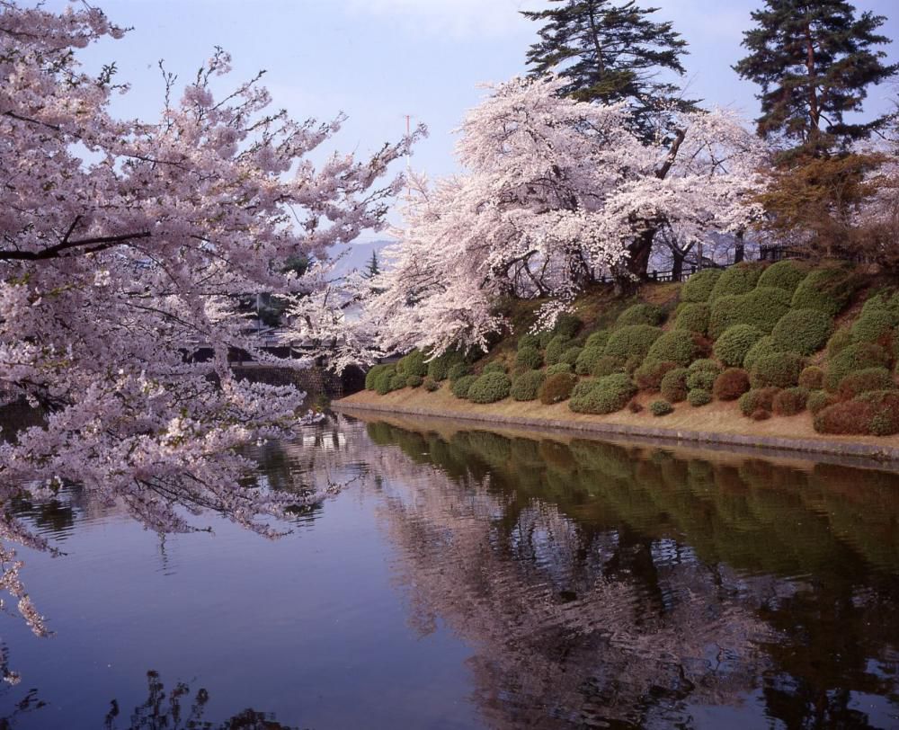 松が岬公園（上杉神社）の桜が4月17日開花しました！