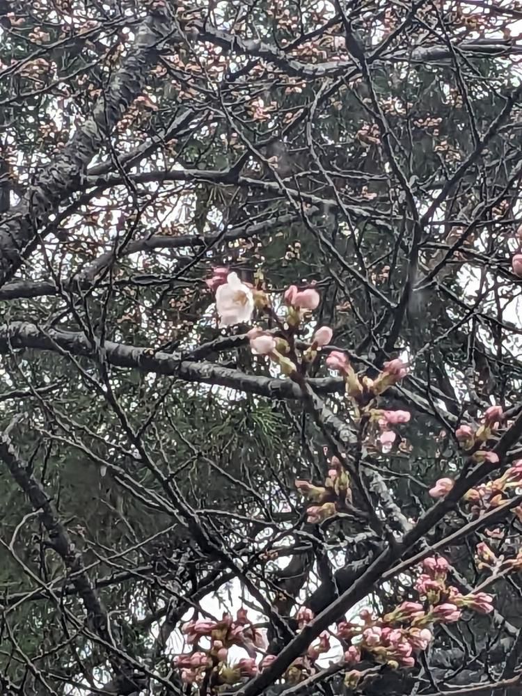 松が岬公園（上杉神社）の桜が開花しました！