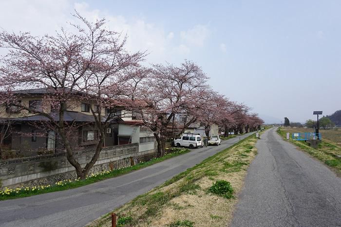 最上川堤防千本桜が開花しました！（4月10日）