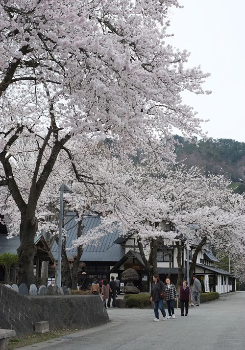 山寺《山寺風雅の国の桜》山形市