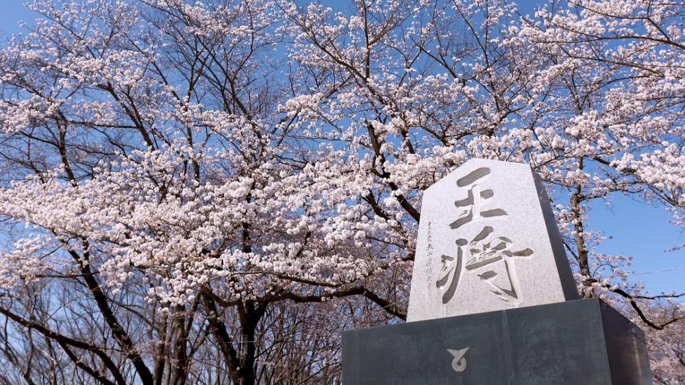 「Yamagata“桜”Tours」のご紹介