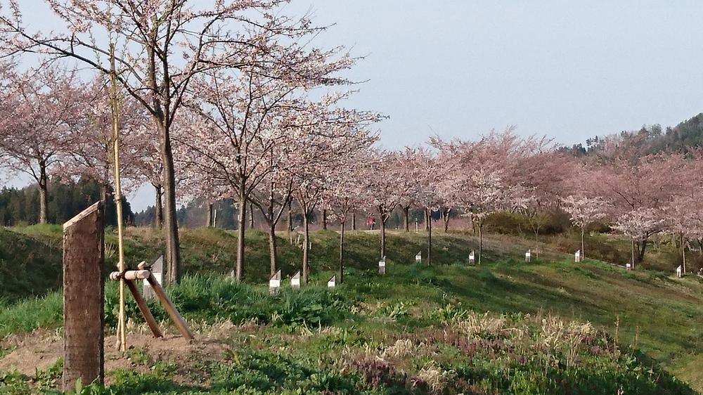 4月12日 【最上川桜づつみ】今日は３分咲きです