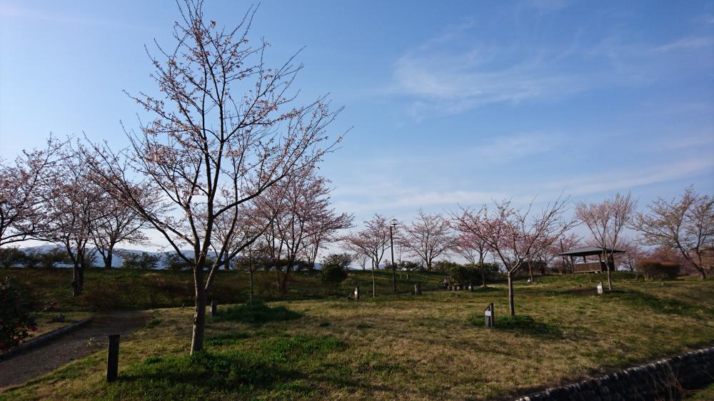 4月12日 【最上川桜づつみ】今日は３分咲きです