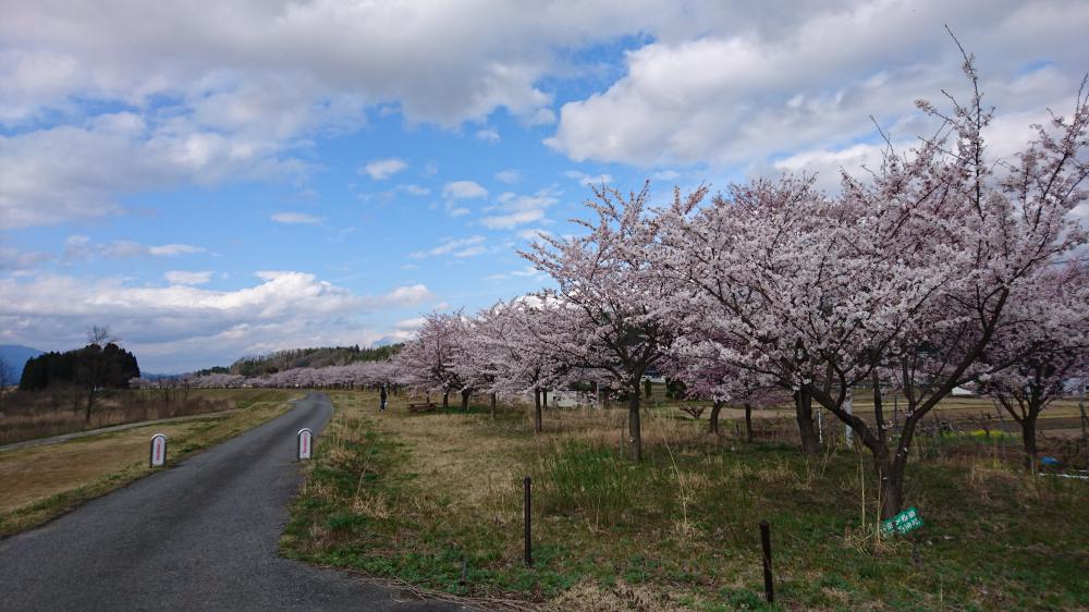 4月14日 今日が満開です。桜づつみの全景(二枚組)