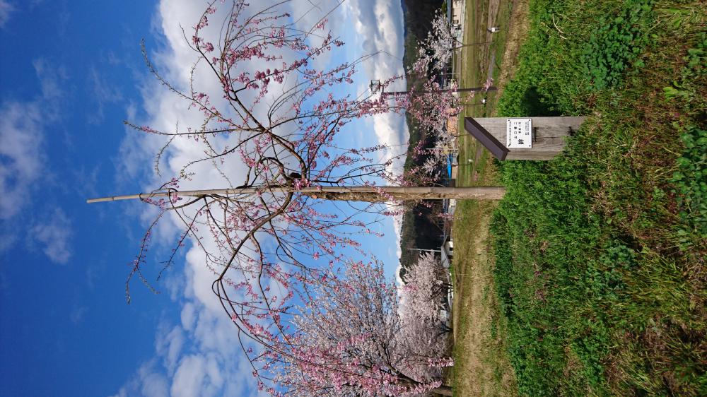 4月14日 東屋付近の垂れ桜