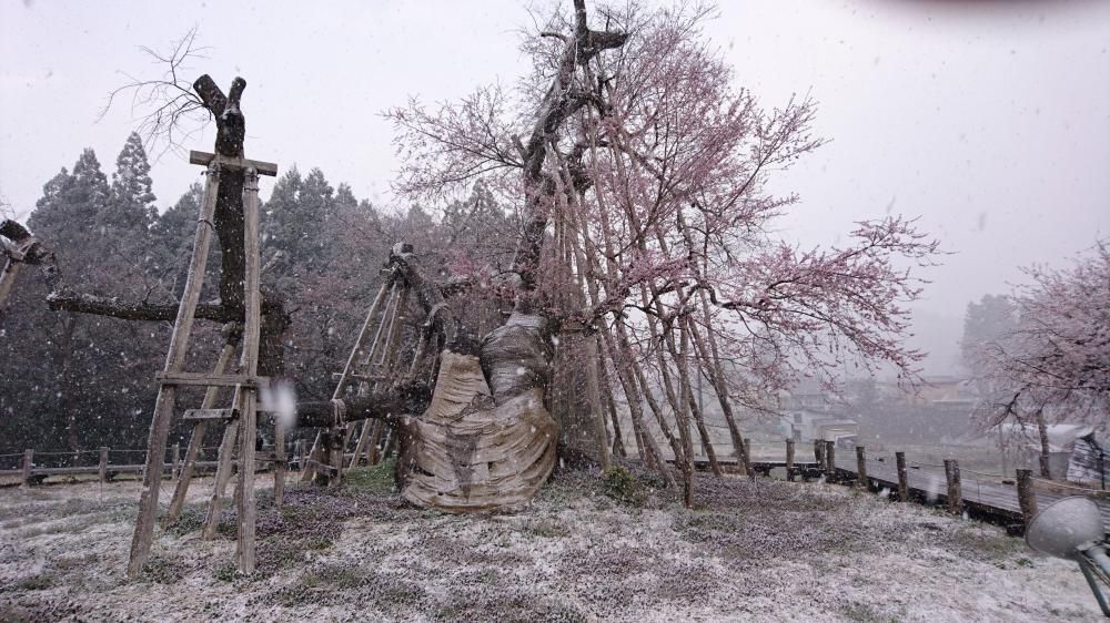 4月11日　突然の雪に、咲初めの”久保桜”、震えています。