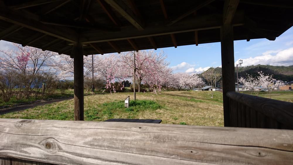4月14日 東屋付近の垂れ桜