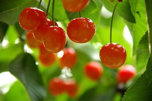 Cherry Picking in Yonezawa!