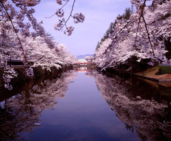 Cherry Blossoms at Matsugasaki Park
