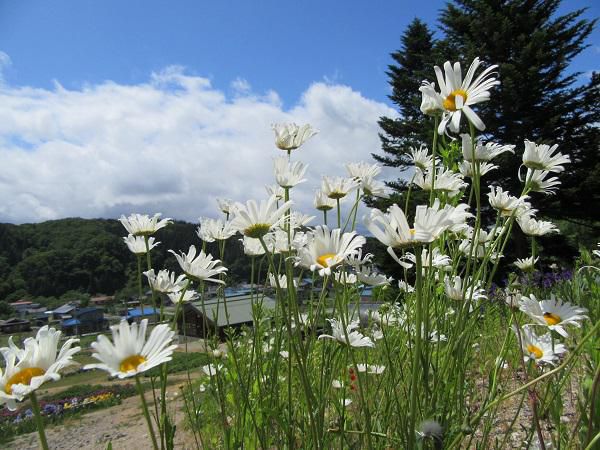 Onogawa Komachi Flower Park is Now Open! 