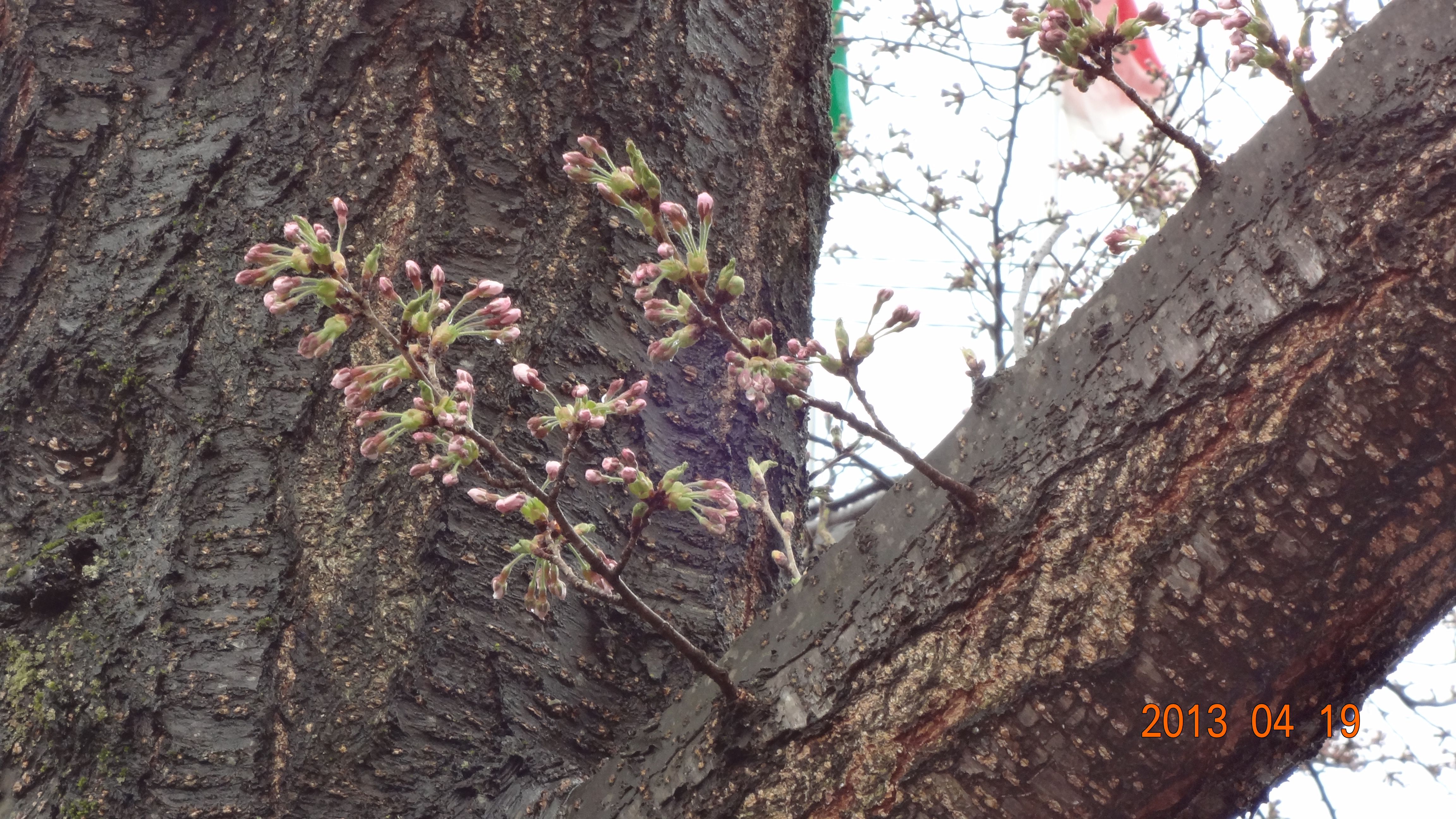 花沢町１丁目の桜
