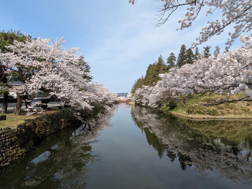 2026年松が岬公園（上杉神社）桜情報4月12日（日）満開！：花と食と