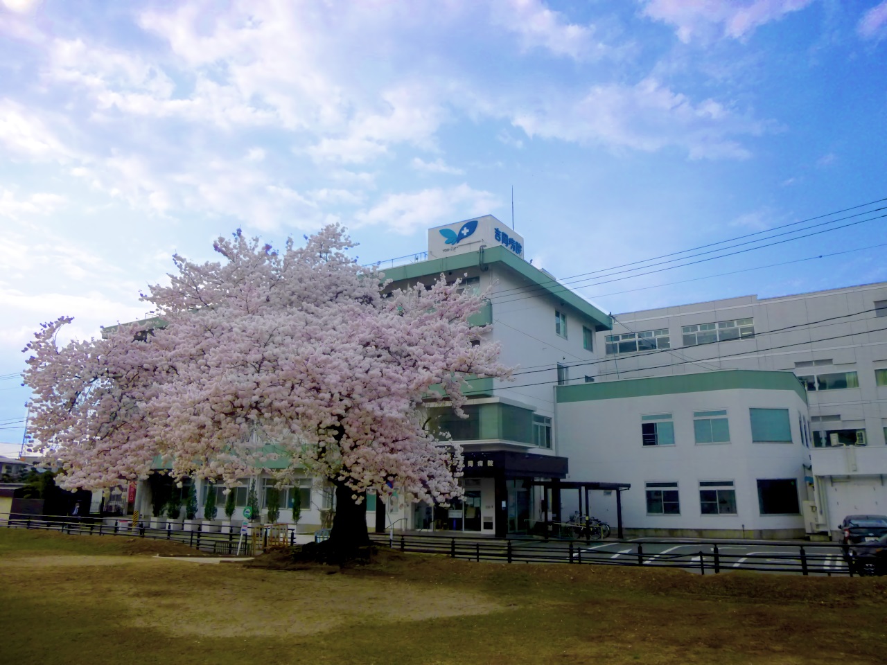 🌸今年も満開の桜です🌸：画像