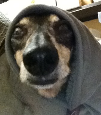 �ֺ����ϡ��糢�����פβ���