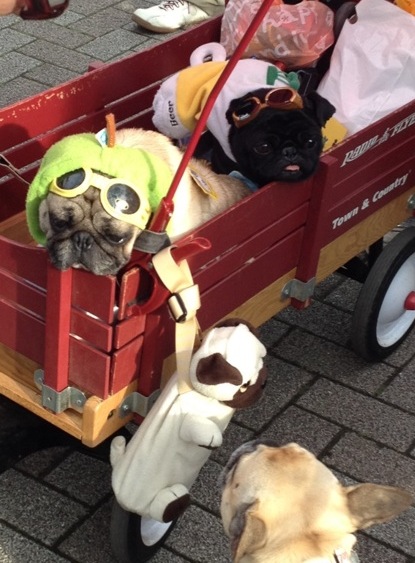 �ֺ����ϡ�ŷ�����ɤ������Τ�󤳤�����ޤ����פβ���