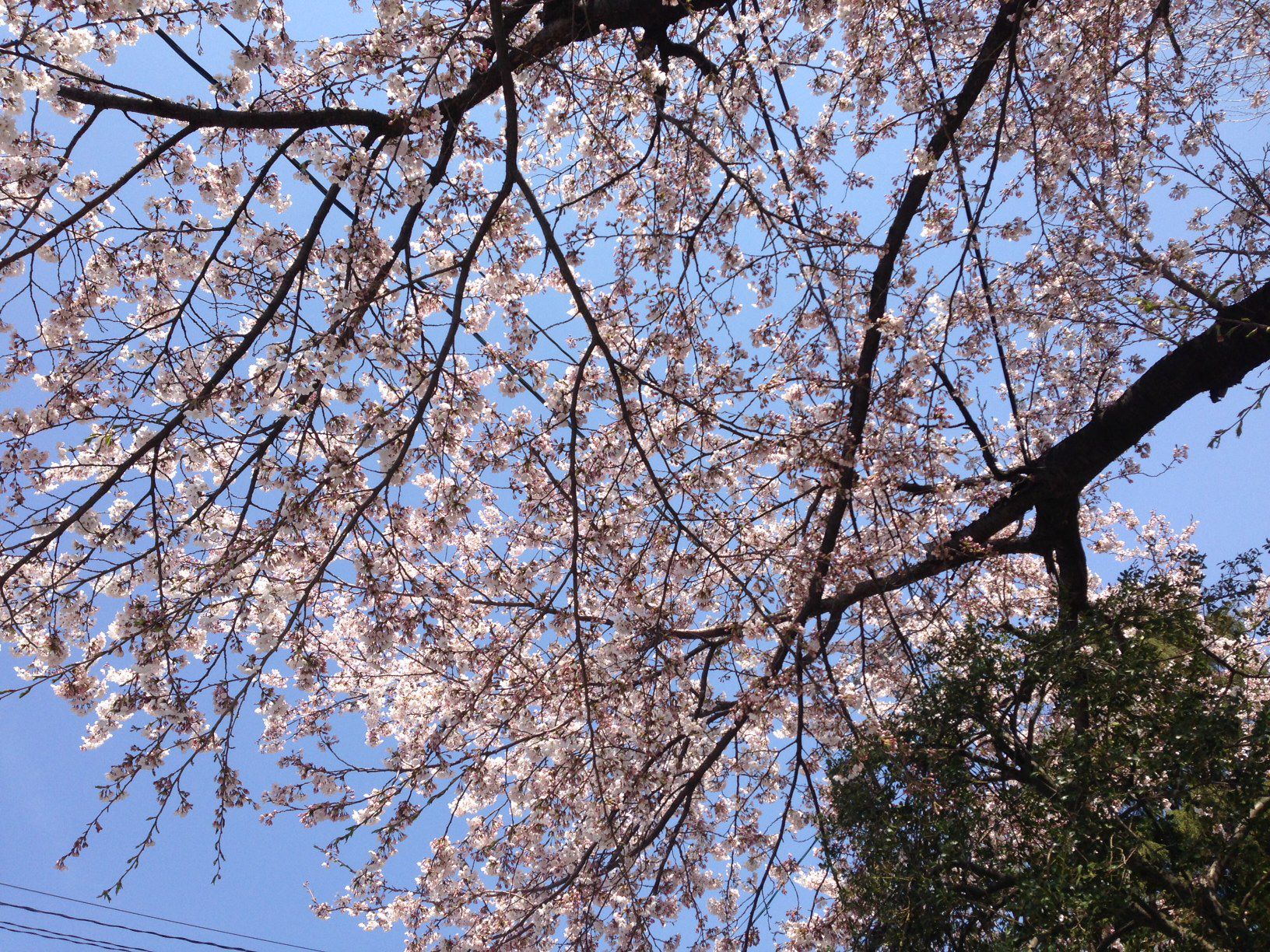 桜が咲きました！(^-^)/