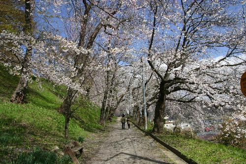 烏帽子山公園の桜が満開　これで？