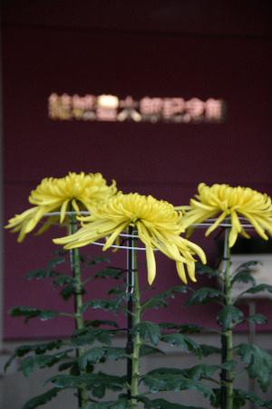 南陽菊花会から菊の鉢植え