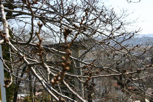 烏帽子山公園の桜開花情報　まだ蕾は堅そう