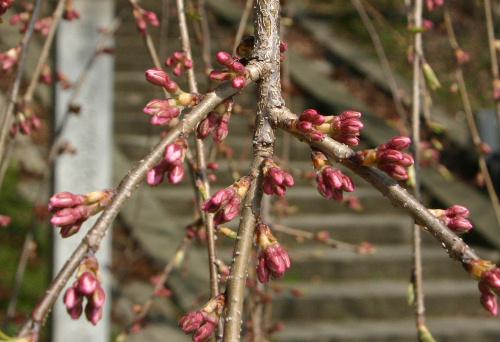 烏帽子山公園の桜の開花ももう一息　