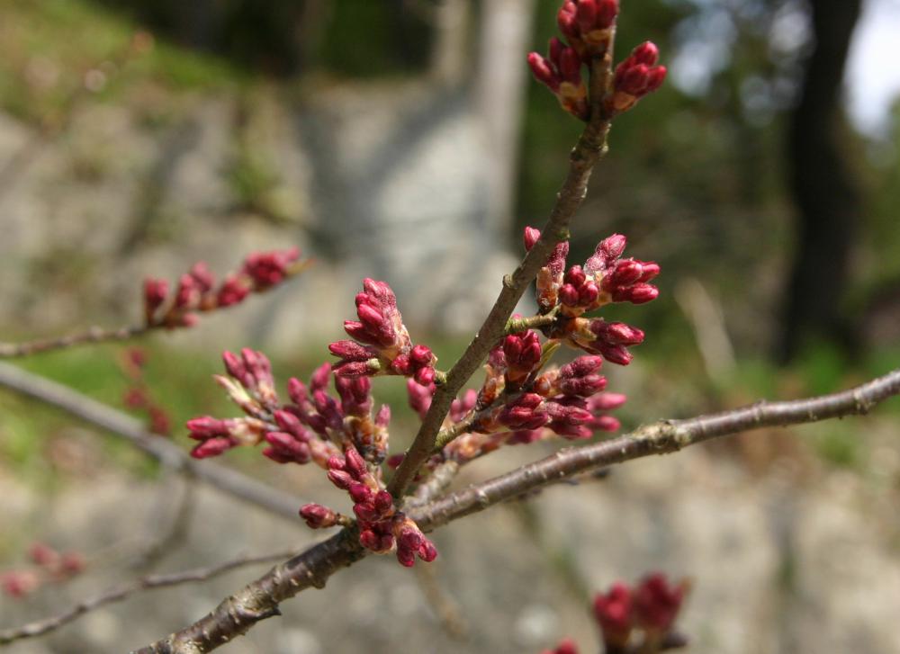 烏帽子山公園の桜の開花ももう一息　