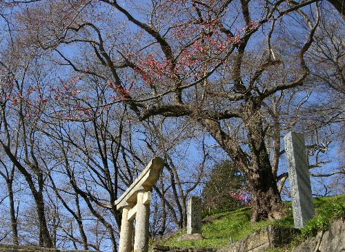 烏帽子山公園のしだれ桜が数輪開花