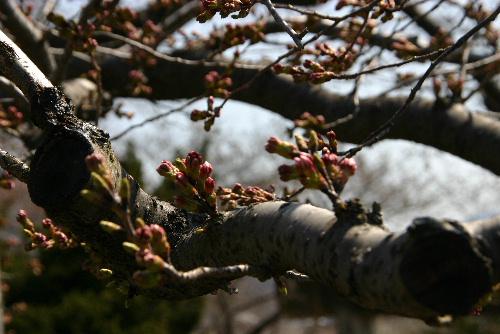 烏帽子山公園の桜が咲いた　いよいよ桜の季節がやってきました
