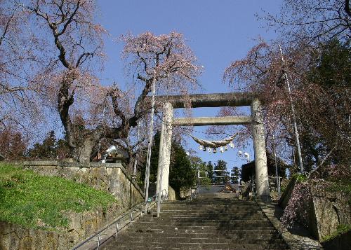 烏帽子山公園の桜　開花宣言？　ソメイヨシノが咲き始めたよ