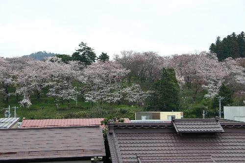 記念館２階は烏帽子山公園の桜の絶景ポイント　窓からまさに借景のごとし