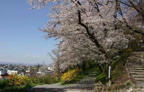 烏帽子山公園の桜も散り始めました　でもまだまだ今年の桜はきれいです