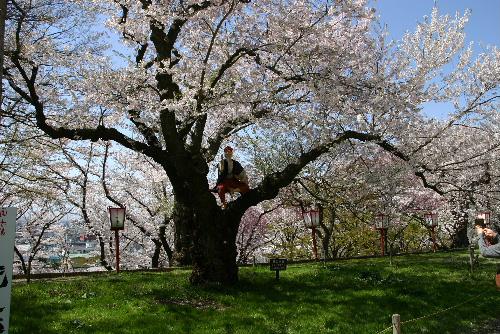 烏帽子山公園の桜も散り始めました　でもまだまだ今年の桜はきれいです