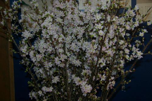 春を待つ準備 青い空そして啓翁桜が満開