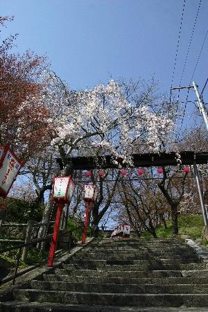 烏帽子山公園の桜は？　　記念館の庭のアーモンドの花が見事にさいています。
