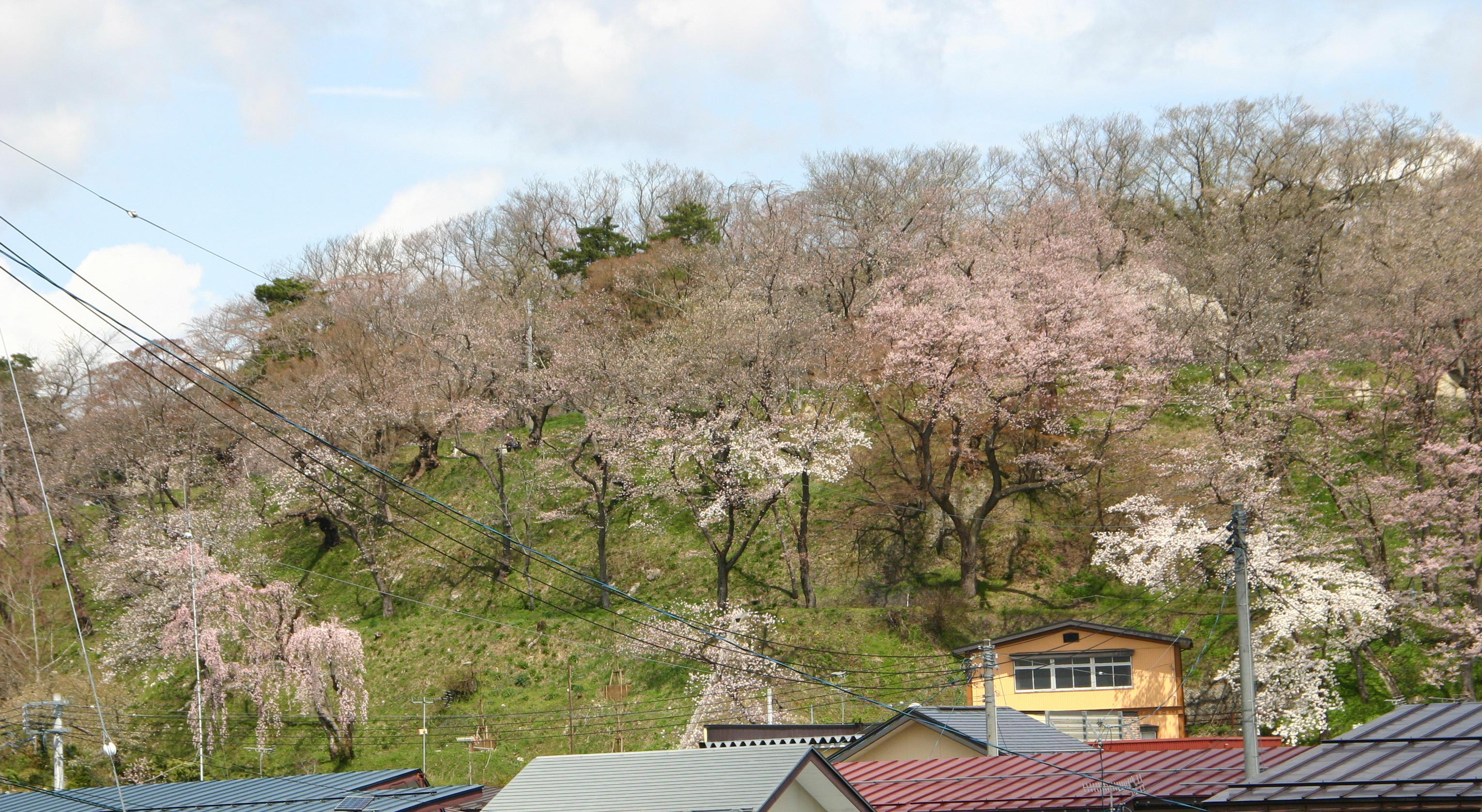 烏帽子山公園桜開花状況　４月２２日（土）午前１１時現在　　
