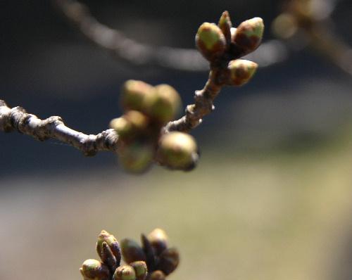 烏帽子山公園の桜の開花はいつ？
